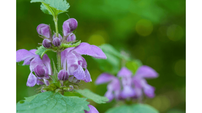 Helmkraut (Scutellaria)