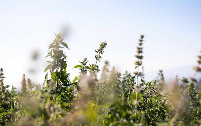 Mountain Rose Herbs Commits to Domestic Organic Agriculture