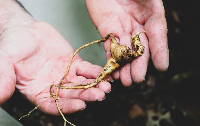Is the Use of Ginseng Ethical?