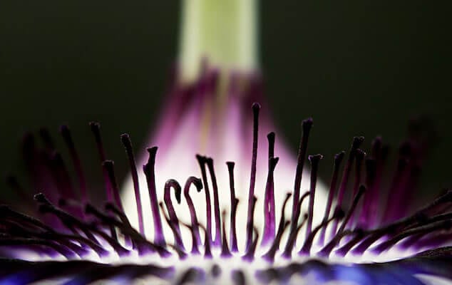 Quiz: Test Your Knowledge of Botanical Names