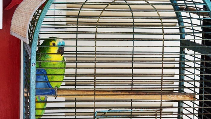 Working out the cost – Parrot Cage