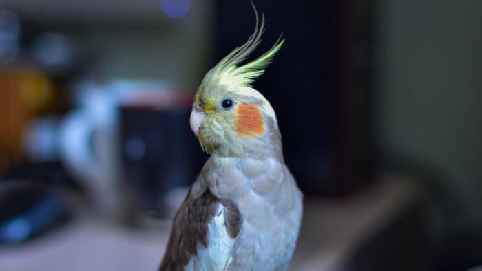 Having a Pet Parrot