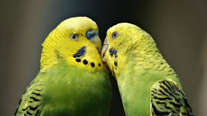 Couple of Parakeets