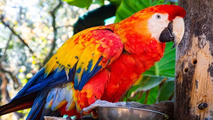 Feeding a Macaw a Balanced Diet