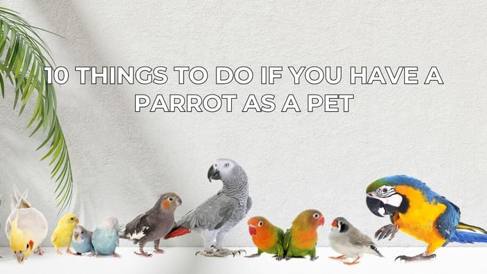 10 Things To Do If You Have a Parrot as a Pet