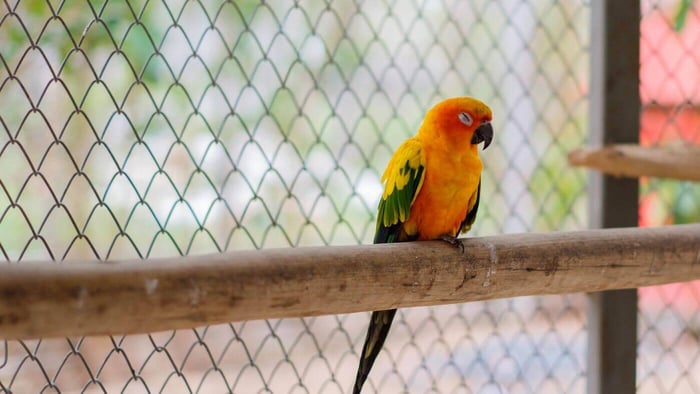 Sleeping Conure