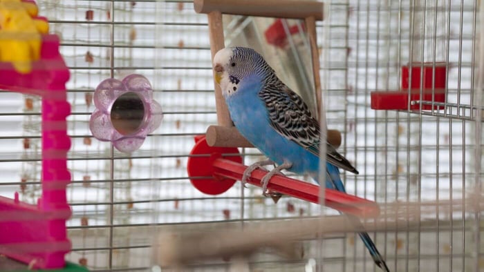 Budgerigar (Budgie) — The Little Social Butterfly