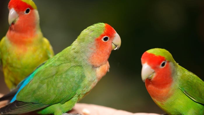 Lovebird — The Small But Mighty Friend