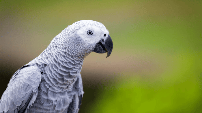 African Grey Parrot