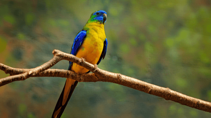 Turquoise Parrot and its conservation status