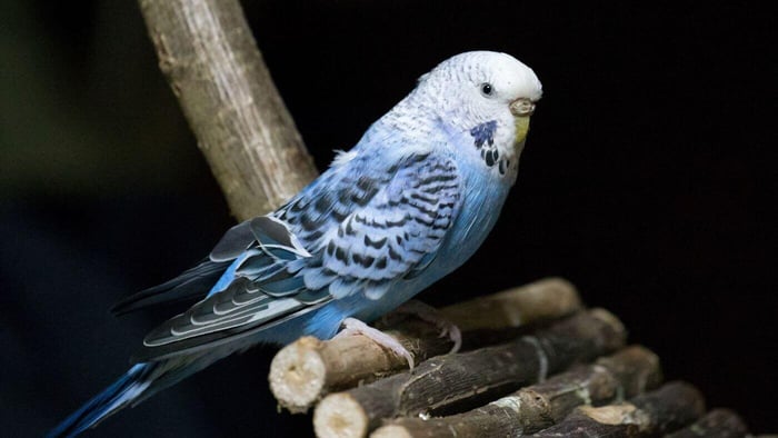 Budgie Ladder