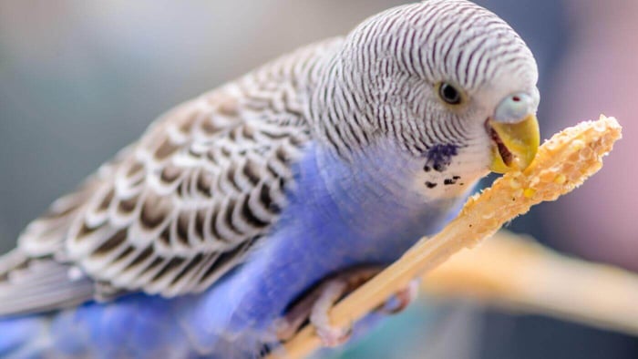Budgie Eating Treat