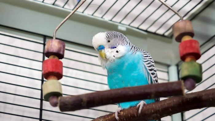 Budgie in Cage
