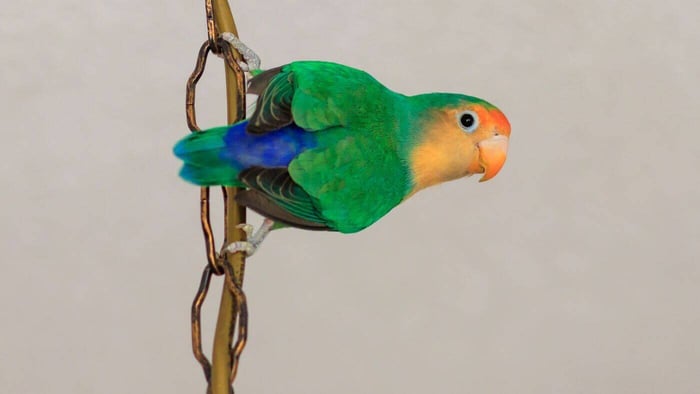 Colourful Lovebird