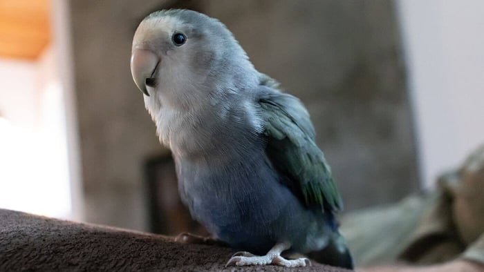 Blue Lovebird