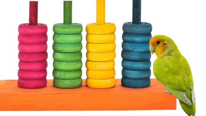 Teaching Lovebird Colours