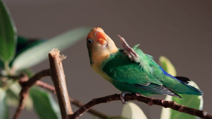 Lovebird Waving