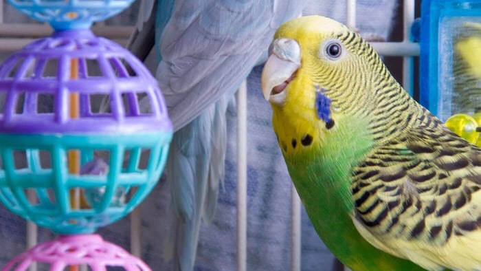 Budgie with Foraging Toy