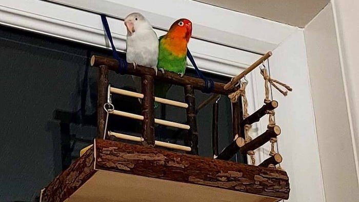 Lovebirds Enjoying the Natural Living Play Stand