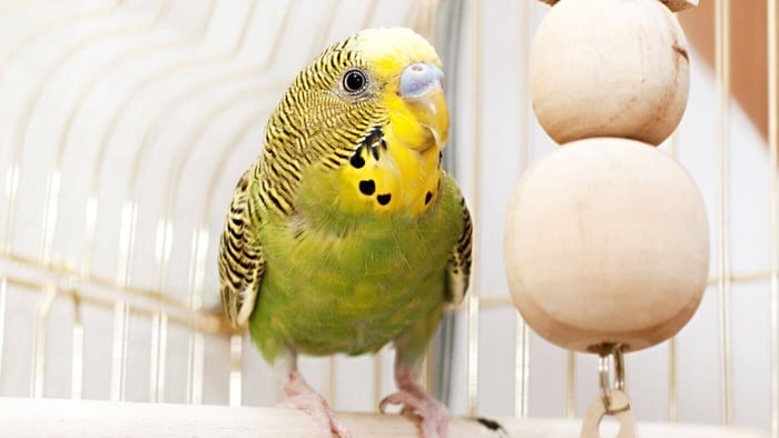 Budgie Excited for New toy