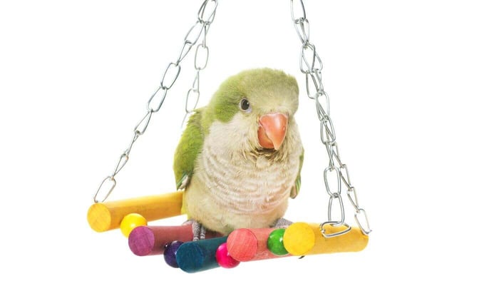Monk Parakeet on Swing