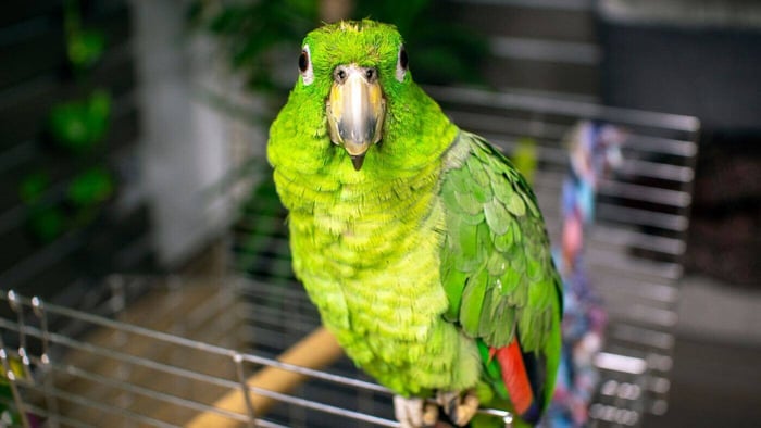 Amazon Pet Parrot on Open-Top Cage