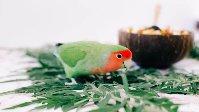 Lovebirds Enrichment Eating