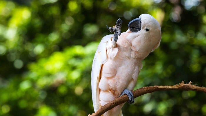 Happy Cockatoo Waving