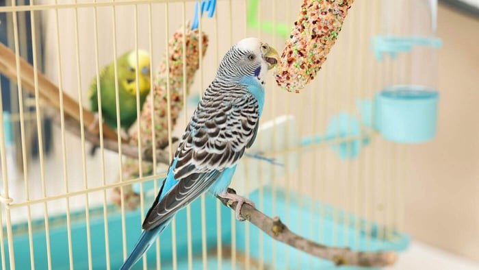 Budgies Enjoying a Treat Stick