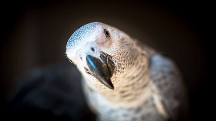 Pet Parrot Welfare