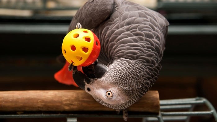 African Grey parrot playing with a colourful foraging ball for mental enrichment