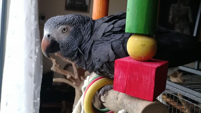 African Grey parrot beside wooden chew toys as part of a varied enrichment setup