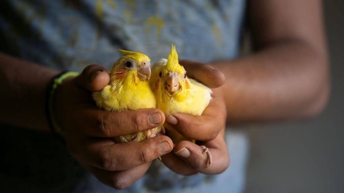 Young Cockatiel Chicks
