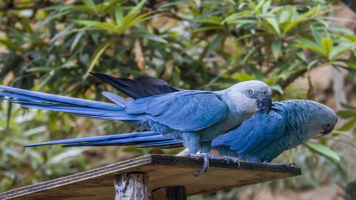 Spix's Macaw