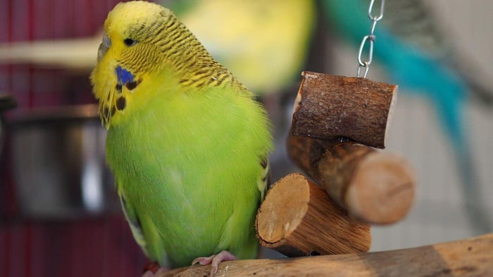Budge with Wooden Toy