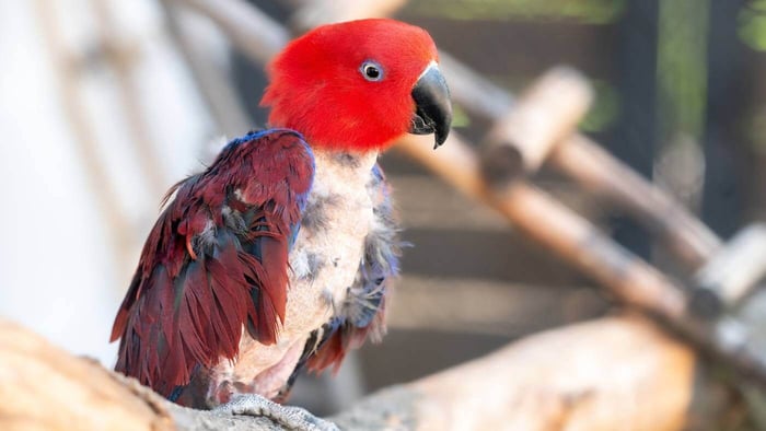 Eclectus with Plucked Feathers