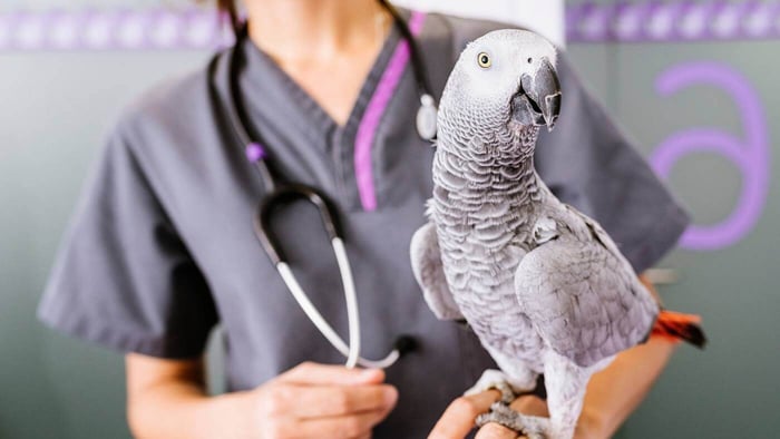 African Grey Parrot at the Vet