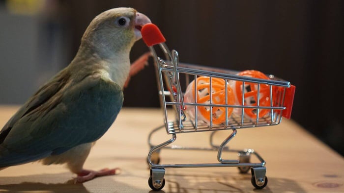 Small Conure Playing with Cart Foot Toy