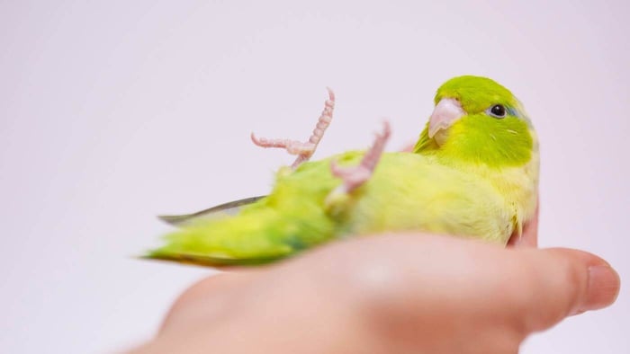 Pet Parrotlet in Hand