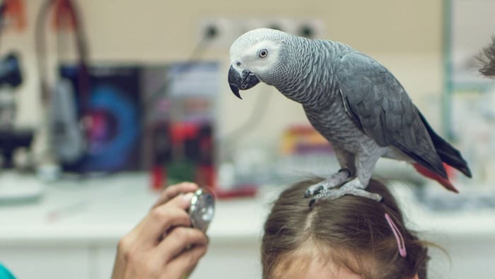 African Grey Parrot at the Vet