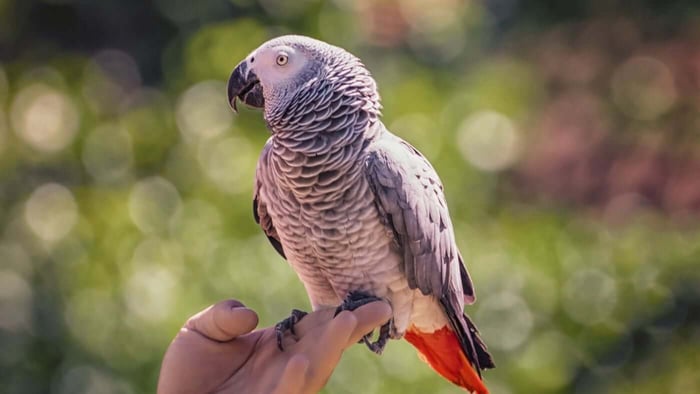 African Grey Parrot CITES protection guide for owners with African Grey on a perch