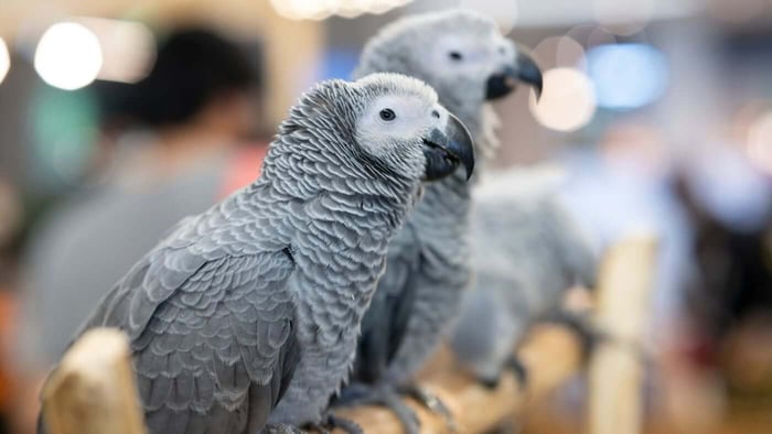 Two African Grey Parrots illustrating African Grey Parrot CITES protection and conservation