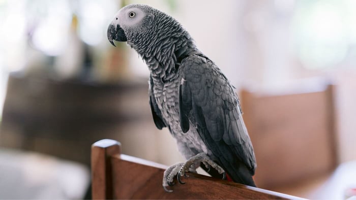 African Grey Pet Parrot