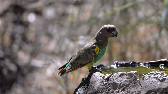 Meyer's Parrot