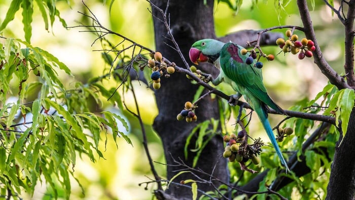 Alexandrine Parrot eating fruits