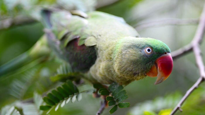 Alexandrine Parrot Looking at camera