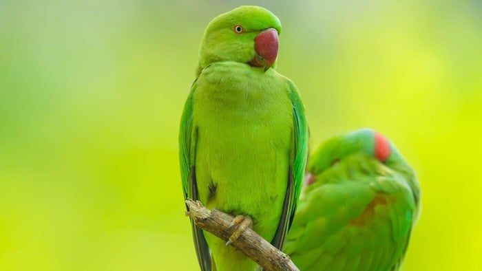 Alexandrine Parrots on a branch
