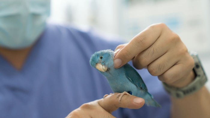 Avian vet examining a Parrotlet