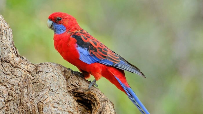 Crimson Rosella