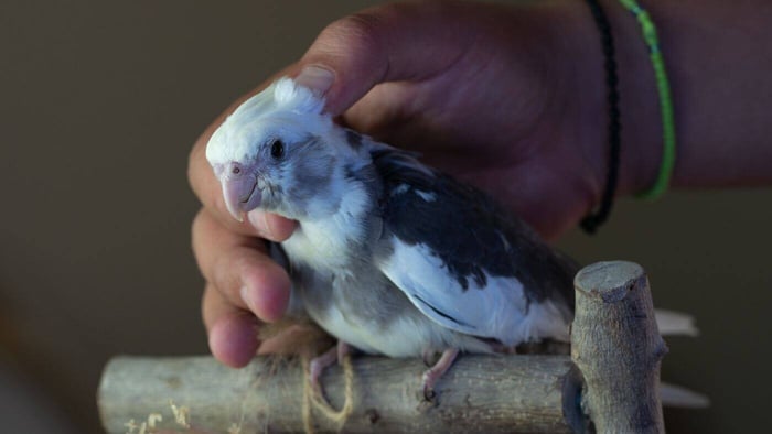 Cuddling your new pet parrot